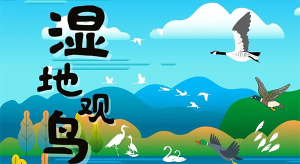 【獨(dú)立觀鳥一日營】走進(jìn)白馬湖濕地，一起來探尋鳥兒的秘密